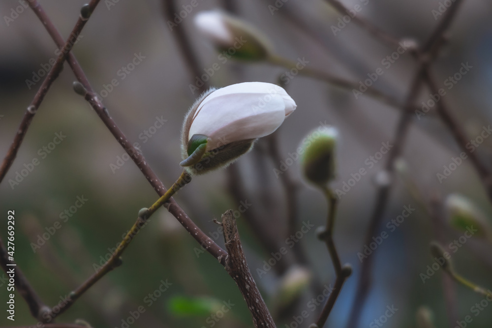 Beautiful white magnolias begin to bloom in spring Beautiful white magnolias begin to bloom in spring