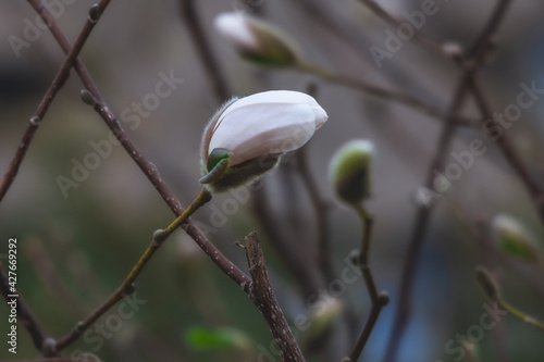 Beautiful white magnolias begin to bloom in spring