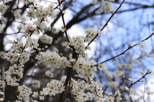 Blooming tree branch in the garden in spring. Place for your text, sky background