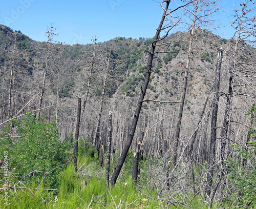 Картината върху платно burnt trees after the fire on the hill