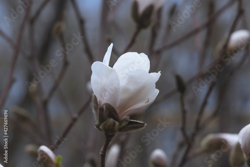 Beautiful white magnolias begin to bloom in spring