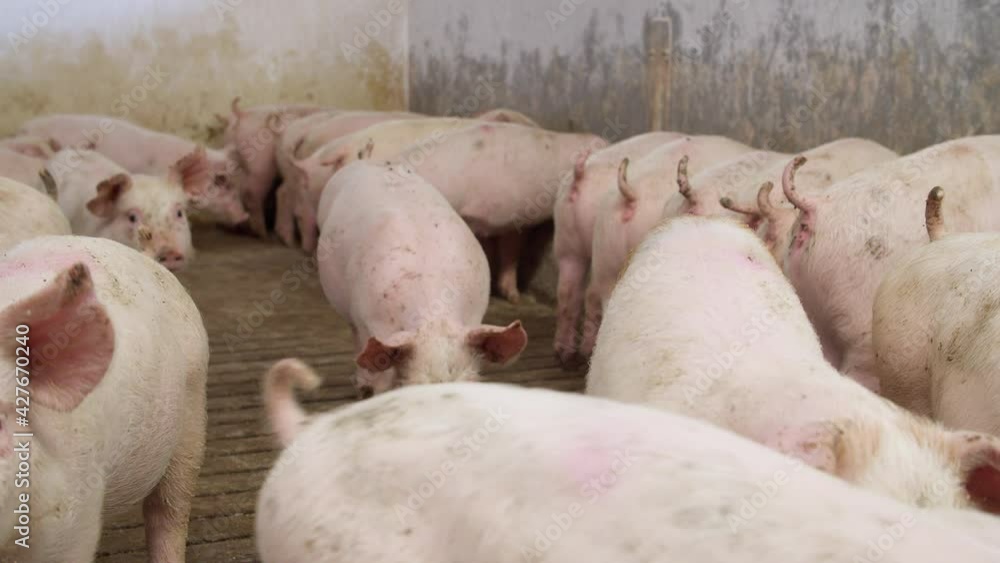 pigs on livestock farm, pigs farm, livestock farm. Modern Agricultural Pigs Farm pigs on livestock farm, pigs farm, livestock farm. Modern Agricultural Pigs Farm