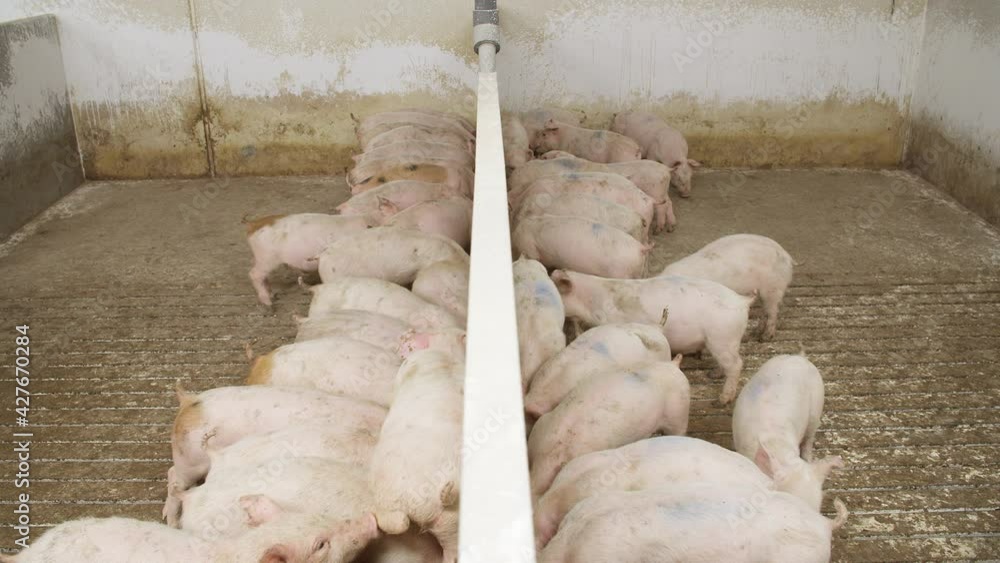 Piglet nursery eating food in trough Piglet nursery eating food in trough
