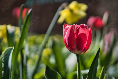 red tulip and yellow daffodils