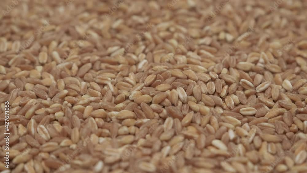 Wheat spelt grain,
organic agriculture. Whole grains, spelled. Mediterranean food, vegan vegetarian diet