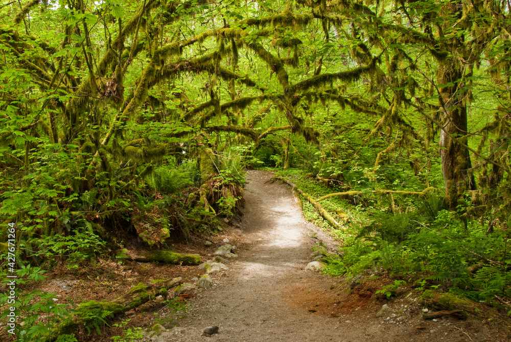 Fototapeta premium footpath in the forest