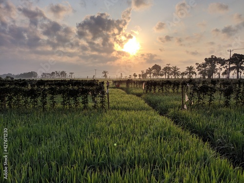 morning shine from rice field