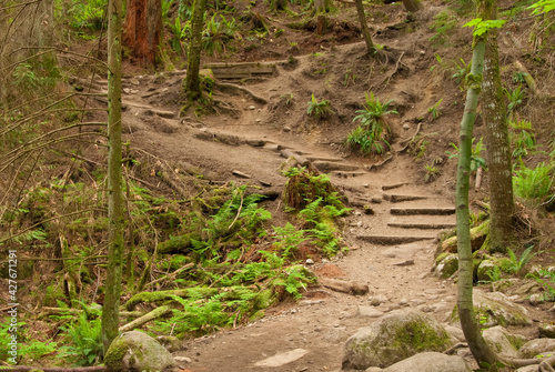 Fragment of Baden-Powell Trail, North Vancouver, Canada.