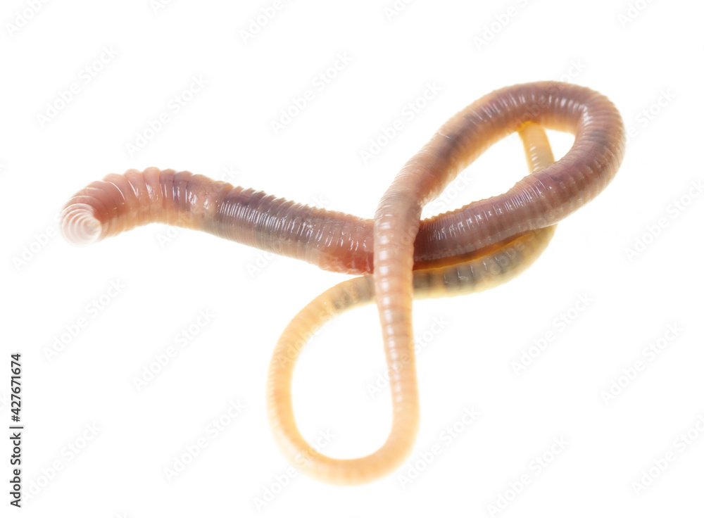 Obraz premium Earthworm on a white background.