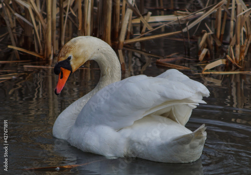 łabędź niemy samiec, pora na gody photo