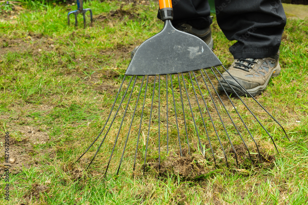 Foto de Scarifying or raking a lawn with a grass rake to remove dead thatch weeds and moss do