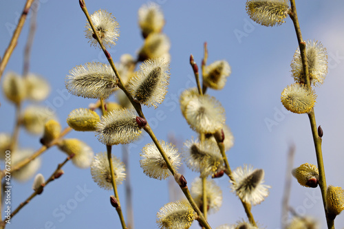Pussy willow blooming on the branch. Yellow catkins in spring park on blue sky background, allergenic plant