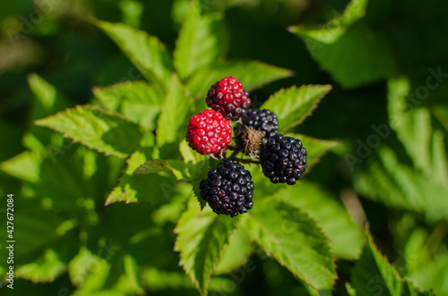 Picking berries or harvest. Blackberries on a branch close-up. Blackberry bush. Collecting berries. Ripe blackberries on a green background. Healthy food for vegans.