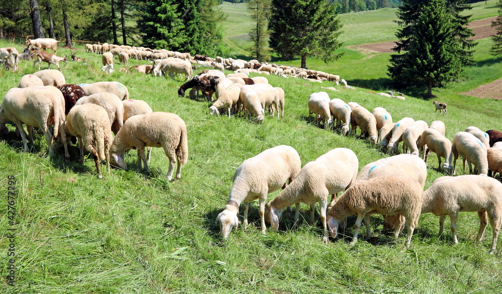 sheep grazes on the mountain meadow sheep grazes on the mountain meadow