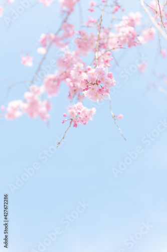 桜と青空