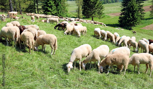 sheep grazes on the mountain meadow
