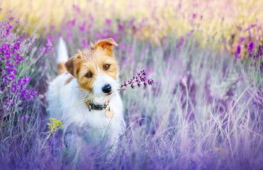 Happy walking cute pet dog puppy listening ears in a purple lilac lavender flower herb field in summer
