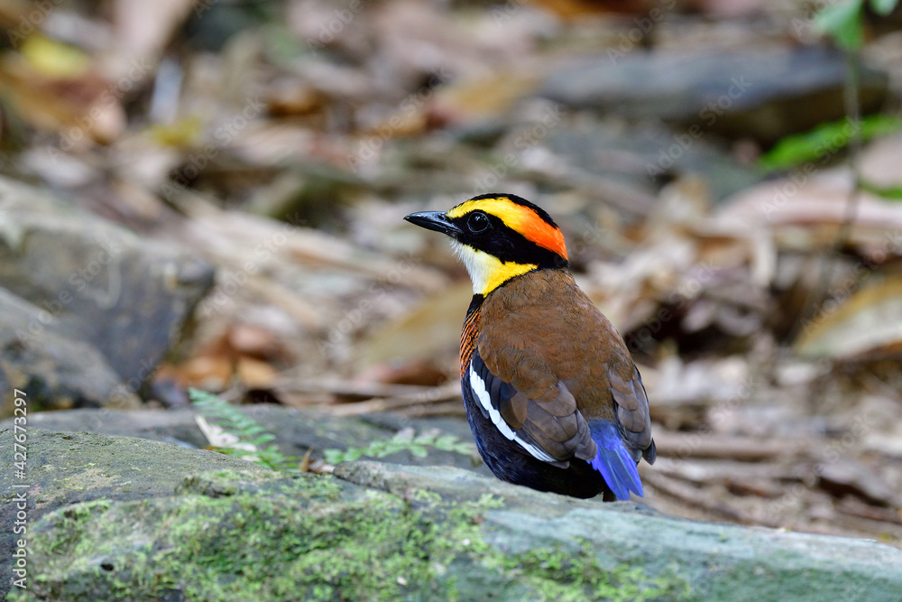 Obraz premium jewel of southern thailand green tropical forest brid living on its natural habitat on ground, banded pitta