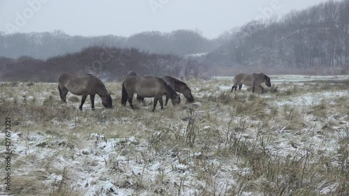 Group of Konik horses grazing during snowfall photo