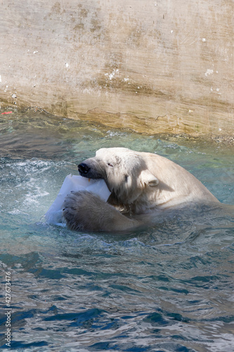 polar bears frolic in the zoo pool, anticipating the approach of spring 