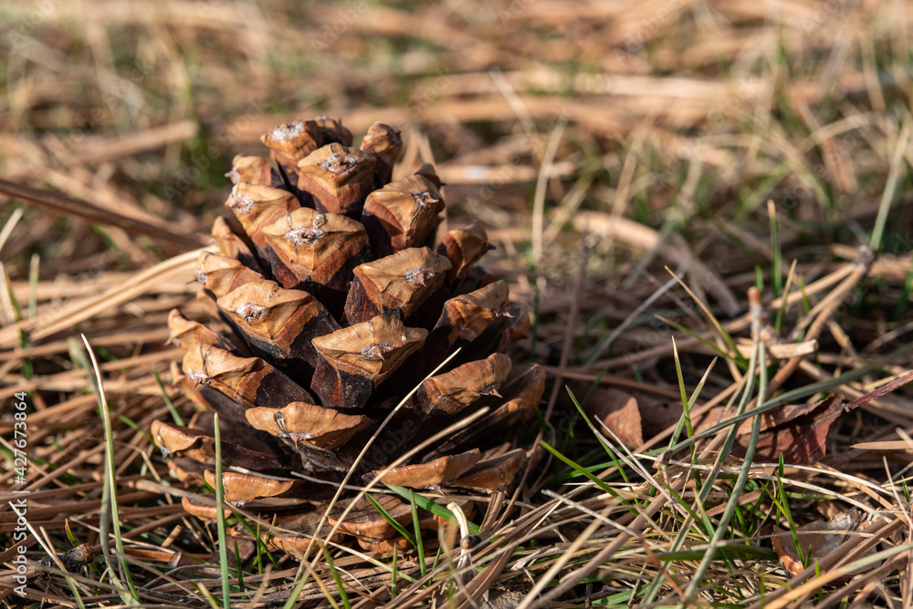 pine cone on the ground pine cone on the ground