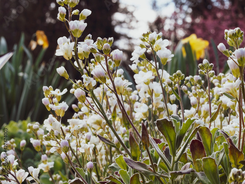 Arabis caucasica 'plena' ou arabettes du Caucase à petites fleurs doubles blanches en grappes dans un feuillage persistant et tapissant gris-vert au printemps