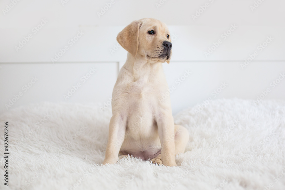 cute labrador puppy on white background cute labrador puppy on white background
