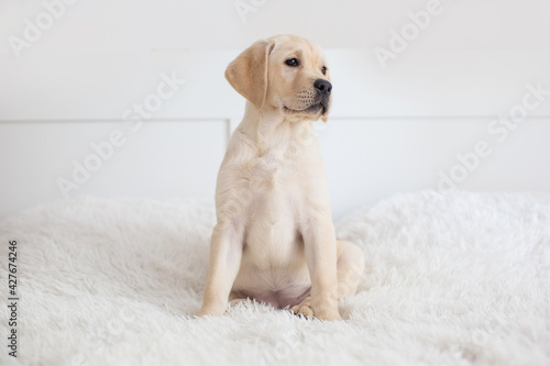 cute labrador puppy on white background