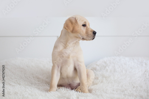 cute labrador puppy on white background © anastasiyaand