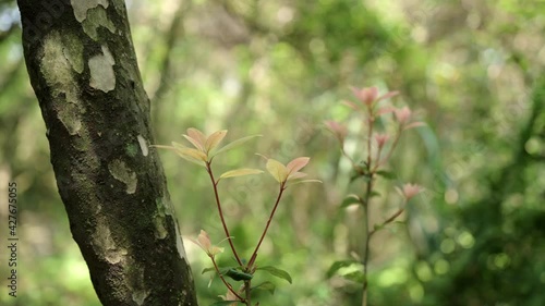 Branch swaying in the woods on a sunny day. photo