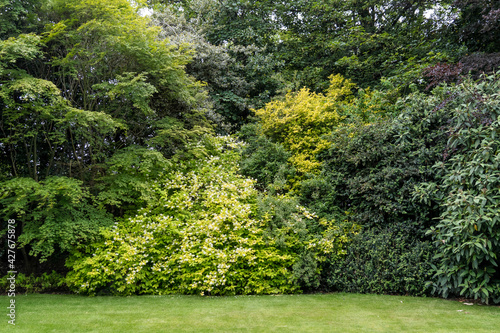 Minimalist monochrome green background with wild azalea or Rhododendron plant an old green trees and leaves in a park in a summer day in Scotland, United Kingdom.