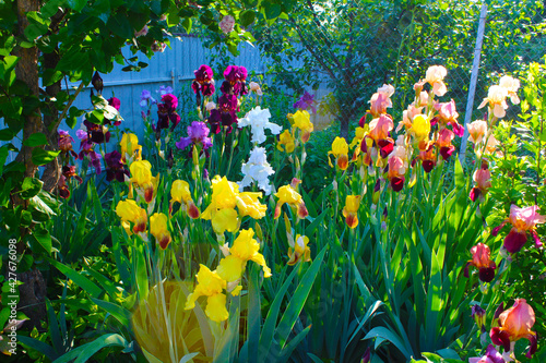 Fototapeta Naklejka Na Ścianę i Meble -  colorful spring flowers