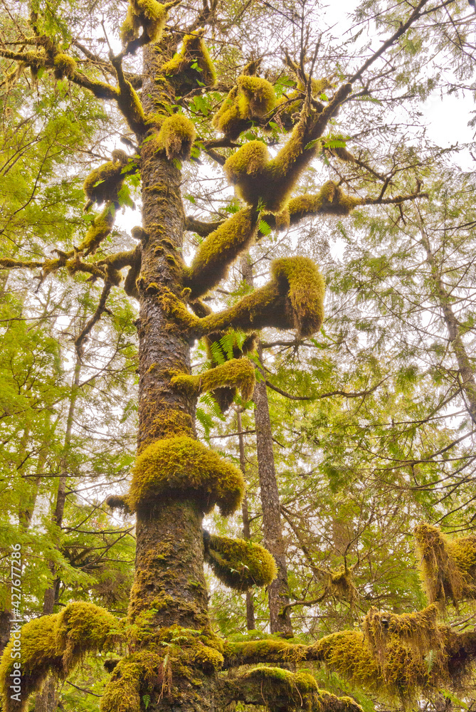 Fototapeta premium A funny tree covered with green moss at Golden Ears park, Vancouver, Canada.