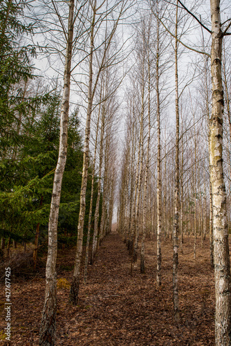 Forest trees in line, Eco woodland © baarisa