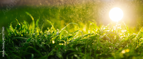Spring nature background of grass at sunrise with morning's dew. 