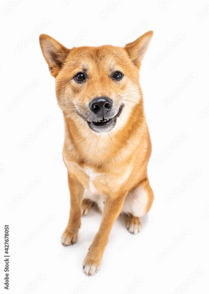 Confused asking face Shiba Inu dog face looking at camera. Full length front view sitting dog on white background. Adorable red haired pet with an open mouth looks attentively, waiting for answer. 