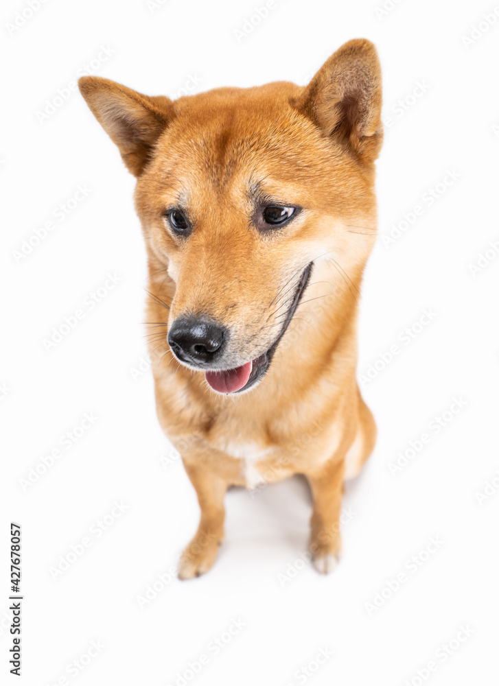 Dog Shiba Inu sitting full length looking down surprised shocked eyes. sly suspicious look. Funny dog face positive emotions expressions. White background. Cool dog theme photos series