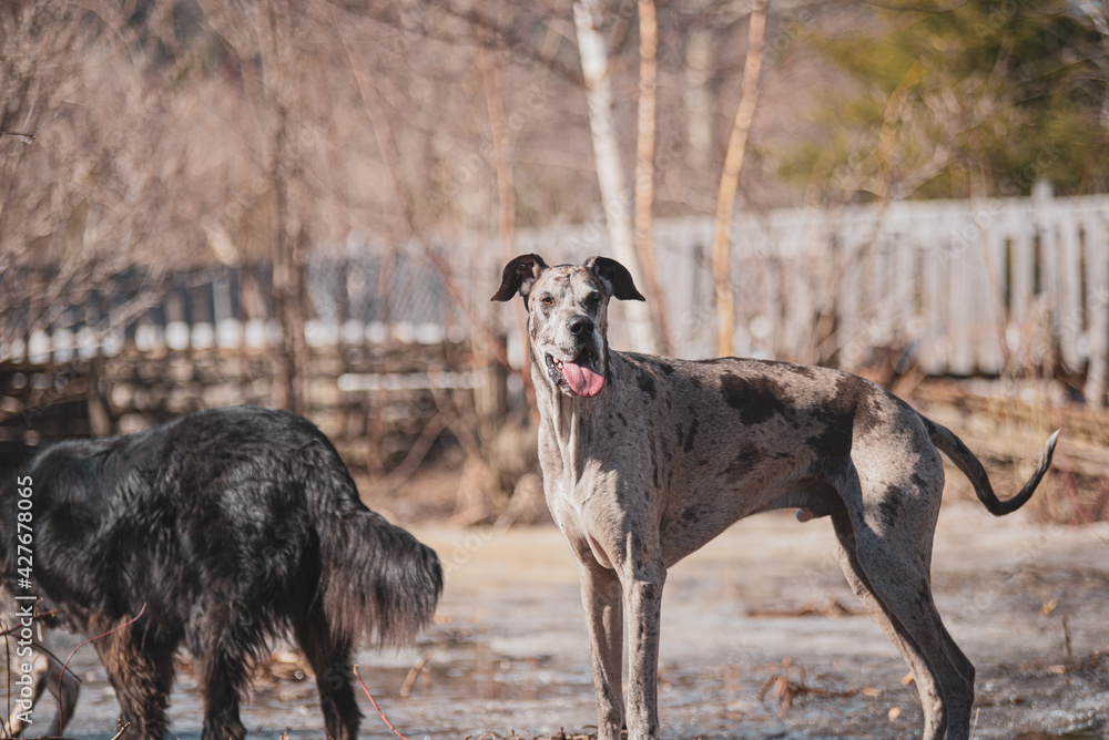 Big great dane dog playing outside in spring on a sunny day Big great dane dog playing outside in spring on a sunny day