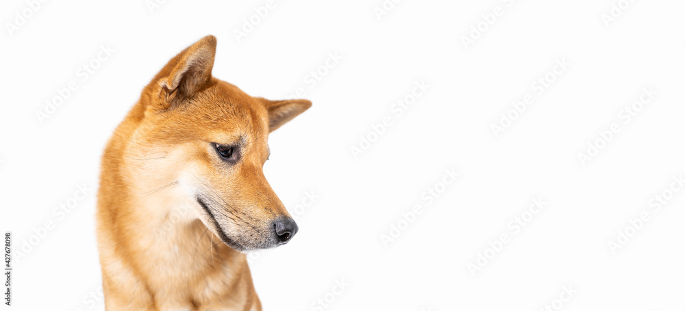 Close up dog Shiba Inu portrait looking side down long horizontal banner. White background. Confused interested waiting curious cute look. animal pet cool dog theme photo. Side view dog head banner
