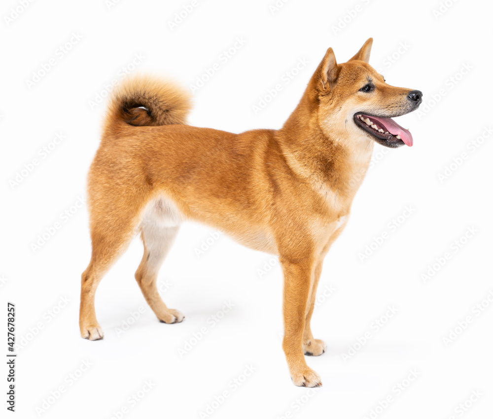 Dog Shiba Inu side view looking sideways and smile wide sincerely emotions of joy. Full length on white background. Cute beautiful hunting dog from Japan. animal theme professional photos Dog Shiba Inu side view looking sideways and smile wide sincerely emotions of joy. Full length on white background. Cute beautiful hunting dog from Japan. animal theme professional photos