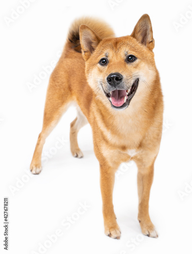 Dog Shiba Inu full length smile wide sincerely emotions of joy looking at camera. White background. looks with passion and curiosity. Front side view. Enjoy the moment! Animal theme photos series