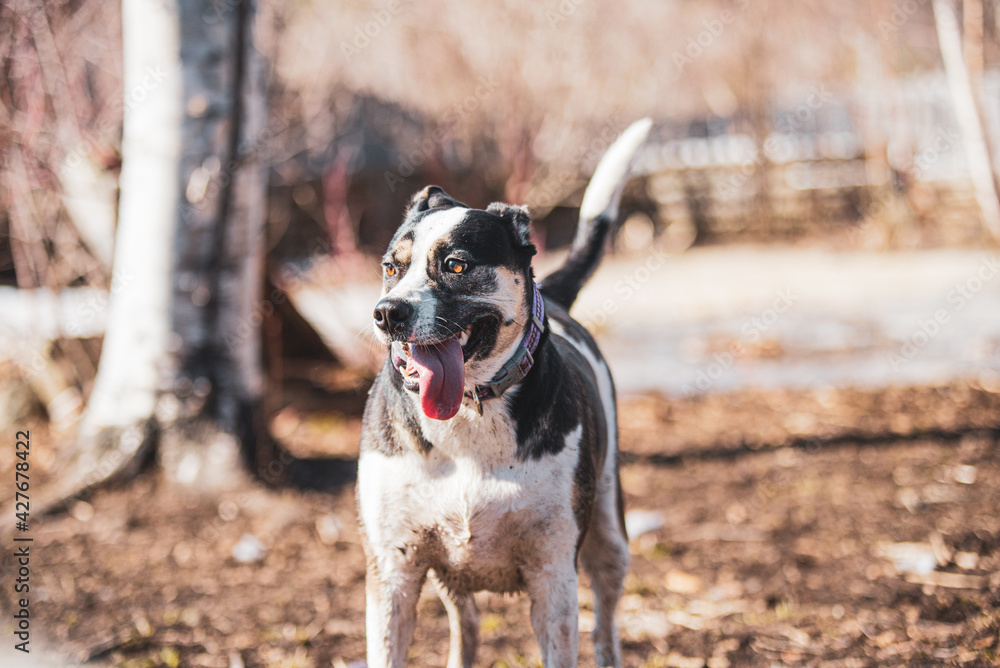 Tired happy dog outside in spring on a sunny day Tired happy dog outside in spring on a sunny day