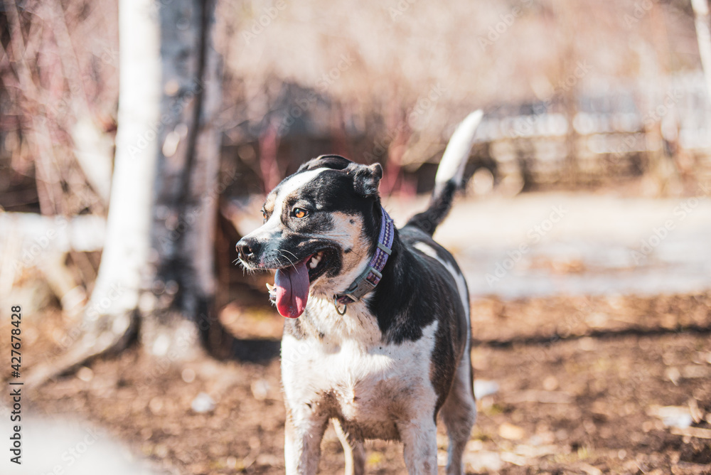 Tired happy dog outside in spring on a sunny day Tired happy dog outside in spring on a sunny day