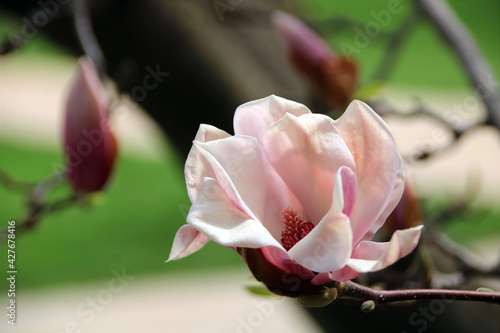 Fototapeta Naklejka Na Ścianę i Meble -  pink magnolia flower