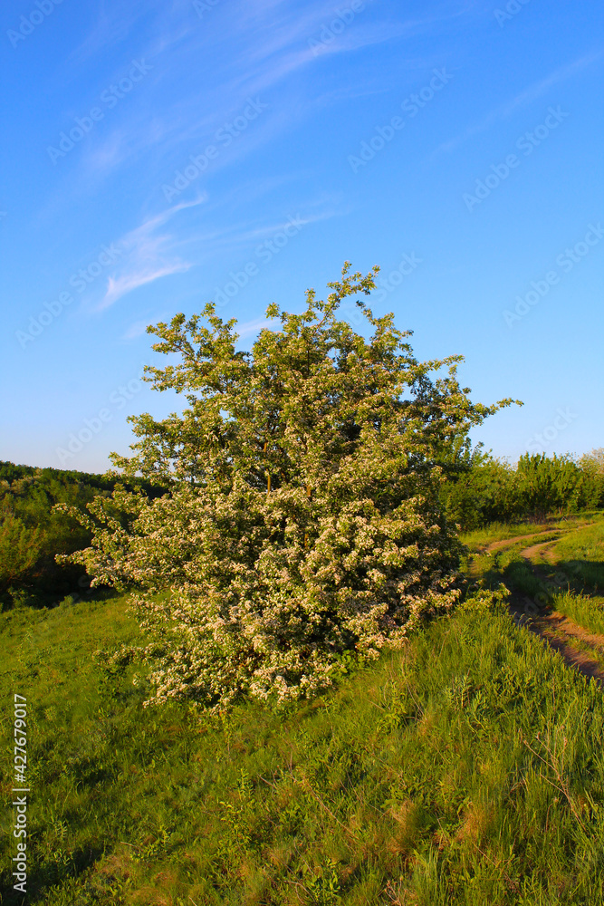 Fototapeta premium tree in the field