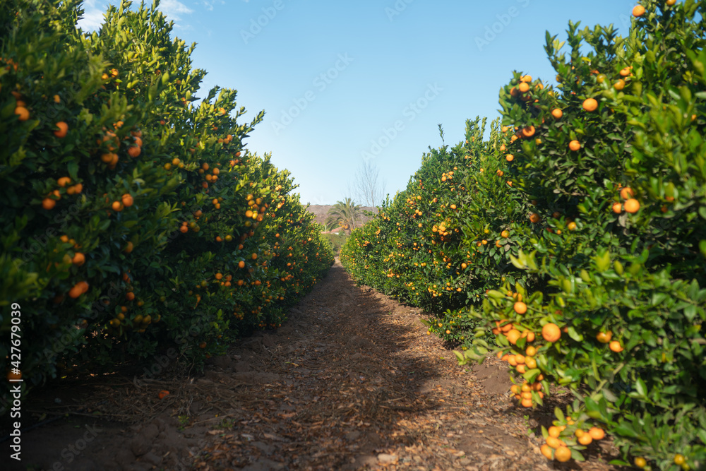 Naklejka premium oranges on tree
