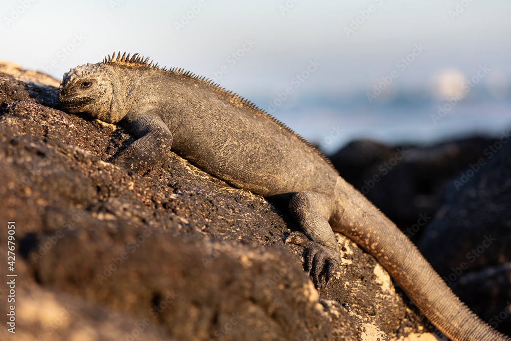 Fototapeta premium Galápagos marine iguana. One of the endemit on islands. It looks like monster. Isabela island