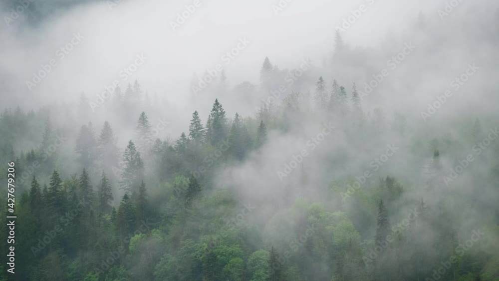 Foggy forest in the mountains. Landscape with trees and mist. Landscape after rain. A view for the background.