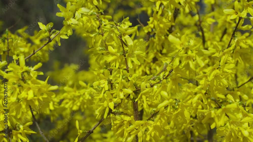 Fresh yellow bush leafs glowing in sunlight during springtime. Fresh yellow bush leafs glowing in sunlight during springtime.