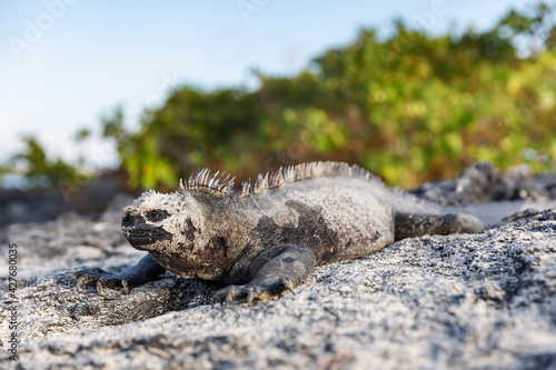 Galápagos marine iguana. One of the endemit on islands. It looks like monster. Isabela island